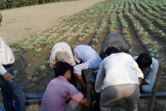 Micro Irrigation, Wheat & Sugercane Cultivation, Gardener & Dairy Entrepreneurship Training at Various Location